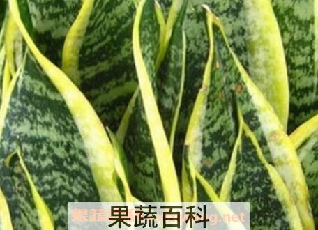 虎皮剑兰的养殖方法和注意事项