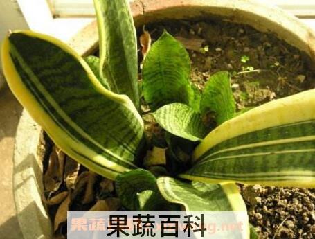 虎皮剑兰的养殖方法和注意事项