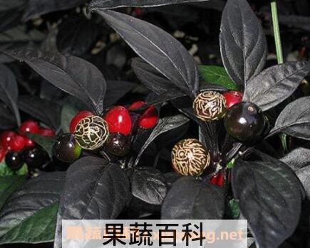 黑珍珠花怎么养