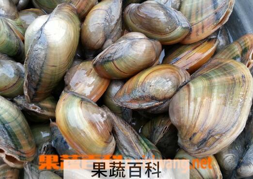 果蔬百科河蚌的营养价值与功效