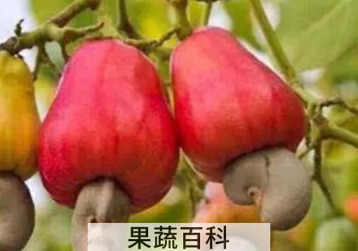 腰果梨是什么 腰果梨的功效与作用