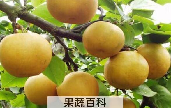 铁沙梨根的功效与作用
