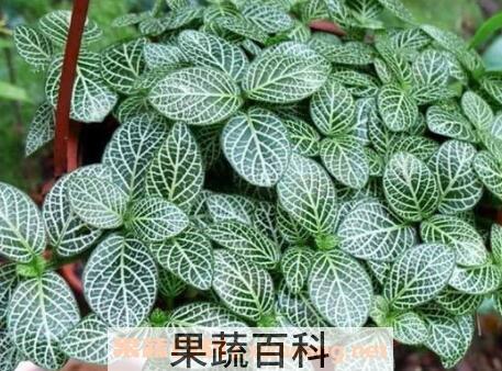 网纹草的养殖方法和注意事项