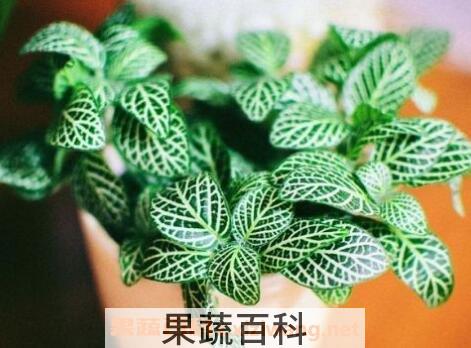 网纹草的养殖方法和注意事项