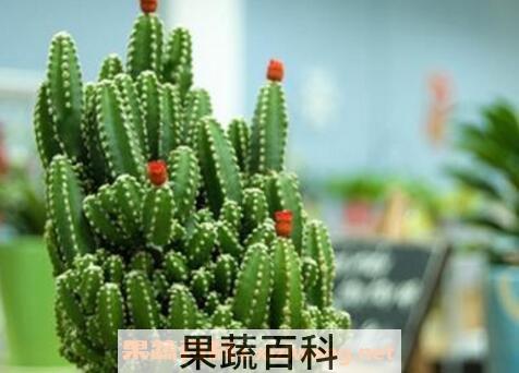 种植万重山的好处 万重山怎么养