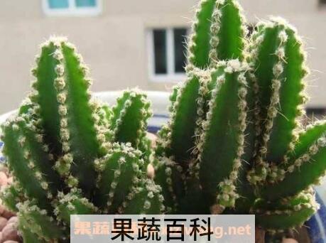 种植万重山的好处 万重山怎么养