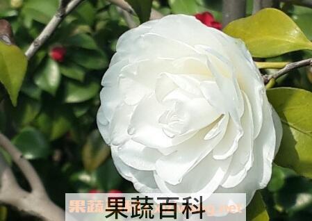白茶花的功效与作用