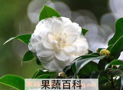白茶花的功效与作用
