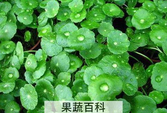 马蹄草怎么吃好 马蹄草的食用方法