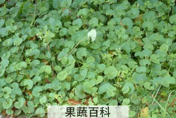 马蹄草怎么吃好 马蹄草的食用方法