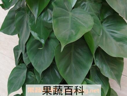 心叶藤有什么功效 心叶藤的药用价值