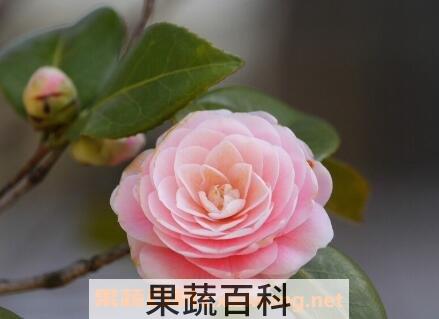山茶花的功效与作用及副作用