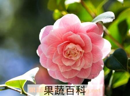 山茶花的功效与作用及副作用