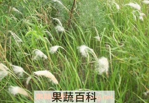 白茅花的作用与功效