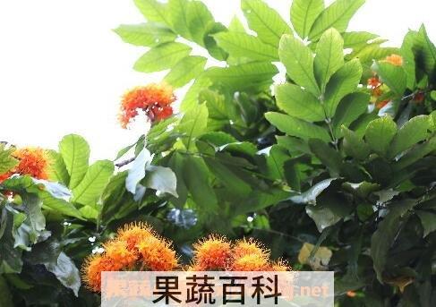  无忧树的种植方法