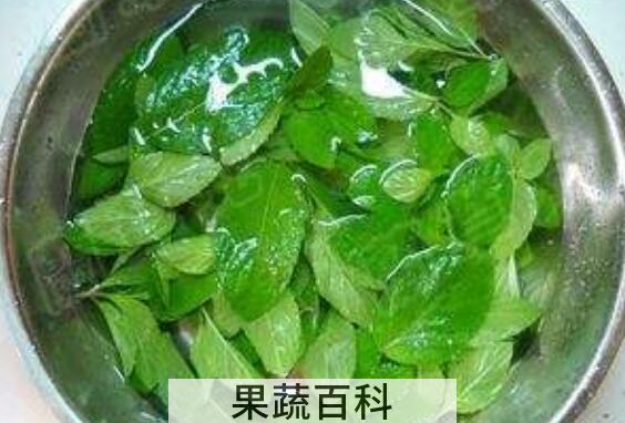 薄荷菜怎么做好吃 薄荷菜的做法大全窍门