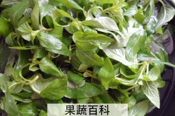 薄荷菜怎么做好吃 薄荷菜的做法大全窍门