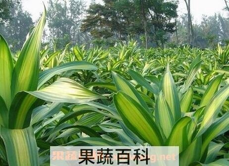 巴西铁树的养殖方法和注意事项