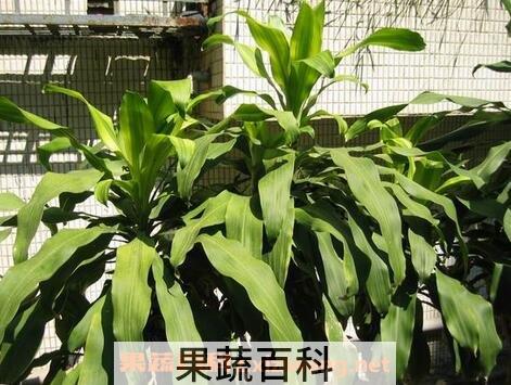 巴西铁树图片 巴西铁树的养殖方法和注意事项