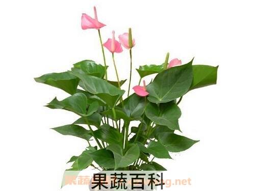 粉掌的养殖方法和注意事项