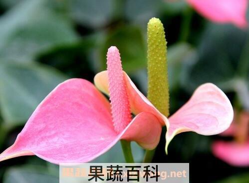 粉掌的养殖方法和注意事项