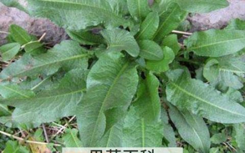 如何用土大黄叶洗头 土大黄叶洗头的功效