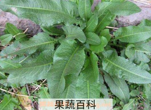 如何用土大黄叶洗头 土大黄叶洗头的功效