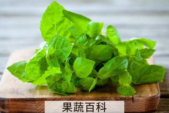 薄荷菜的功效与作用及禁忌