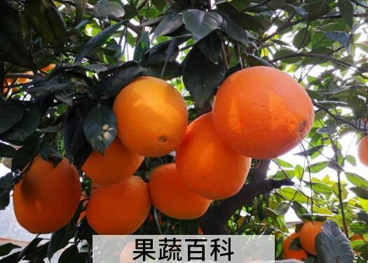 湖南泡柑的功效与作用