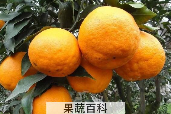 湖南泡柑的功效与作用