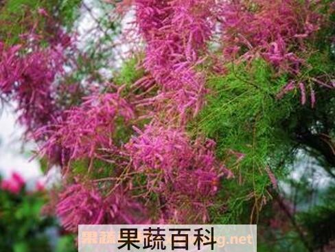 柽柳图片 柽柳的养殖方法