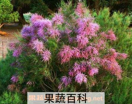 柽柳图片 柽柳的养殖方法