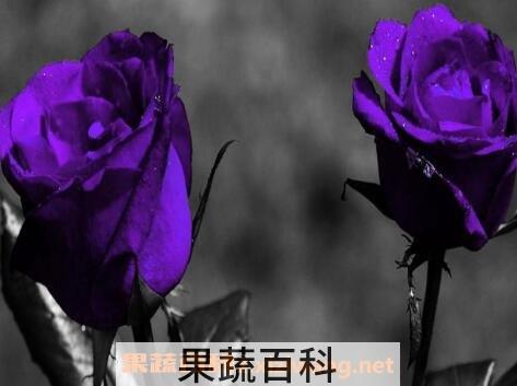 紫玫瑰与粉玫瑰的区别