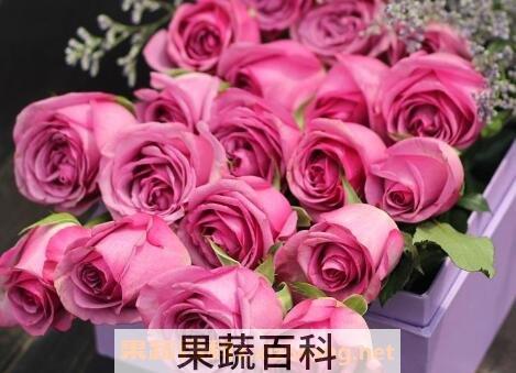 紫玫瑰与粉玫瑰的区别