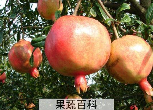 吃酸石榴对身体的好处