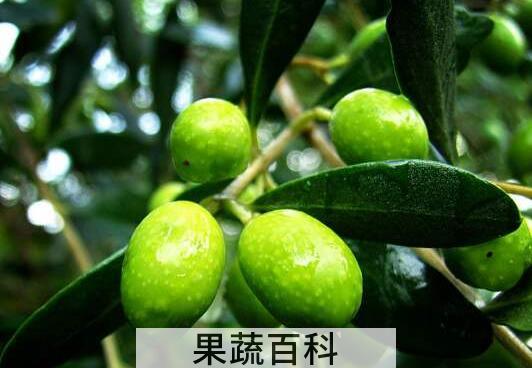 云南野生橄榄果的功效与作用