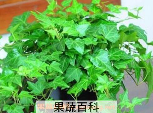 常春藤怎么养 常春藤的养殖方法