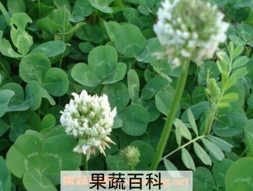 车轴草简介 车轴草怎么种