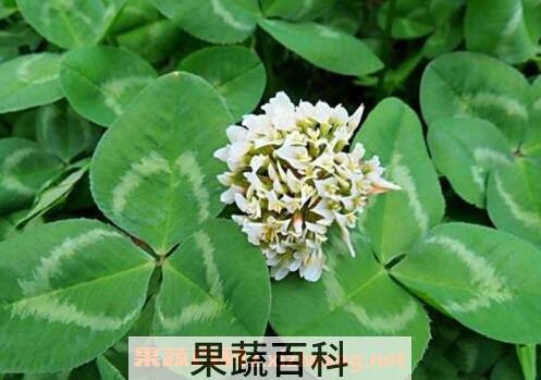 车轴草简介 车轴草怎么种