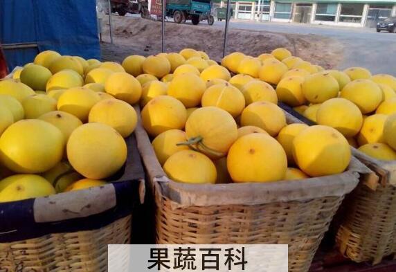 洋香瓜是什么瓜 洋香瓜的功效与作用