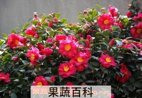 茶梅的养殖方法和注意事项