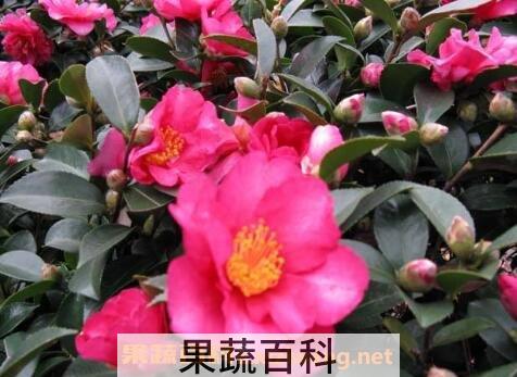 茶梅的养殖方法和注意事项