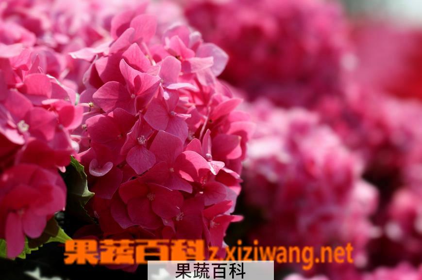 果蔬百科绣球花和大绒球有什么区别