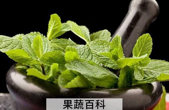 吃薄荷草的功效与作用