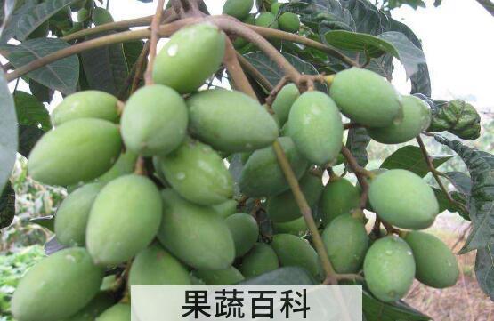 吃青橄榄的功效与作用
