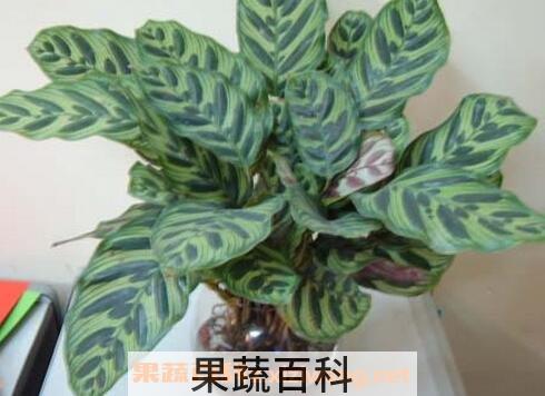  竹芋的养殖方法和注意事项