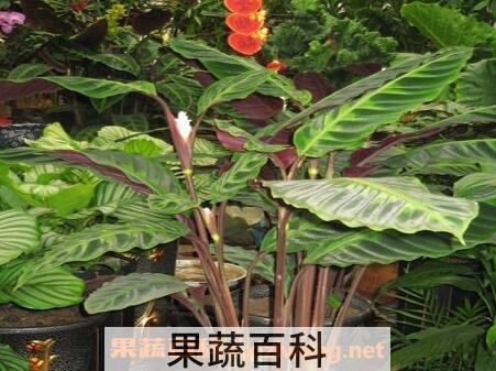 竹芋图片 竹芋的养殖方法和注意事项