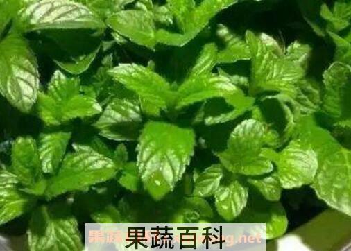 薄荷草可以放卧室吗  薄荷草的副作用有哪些