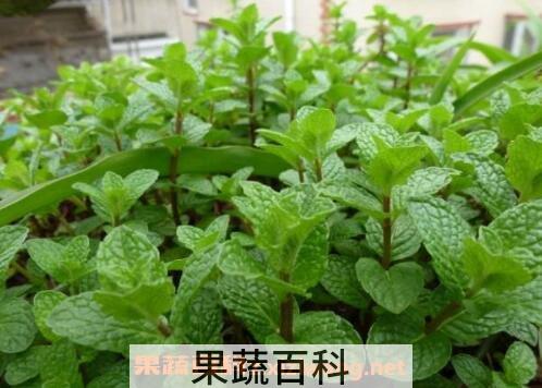 薄荷草可以放卧室吗  薄荷草的副作用有哪些