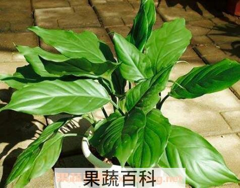 办公室放什么植物风水好